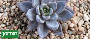 La suculenta de colores vibrantes que se vuelve más linda en invierno