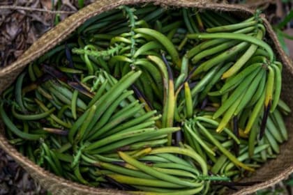 La vainilla de Madagascar es única en el mundo