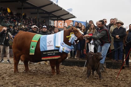 La vaquillona de la cabaña El Porvenir