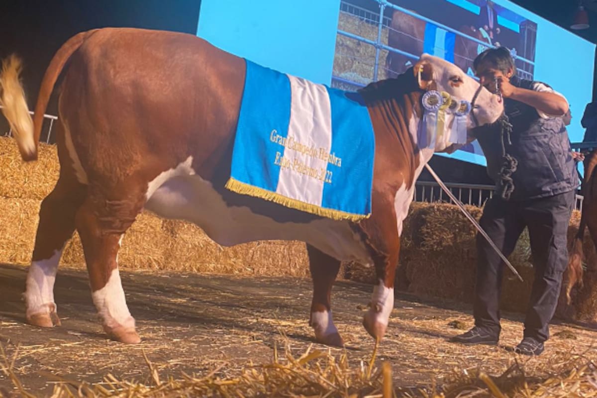 La vaquillona vendida es de la cabaña El Estribo, ubicada en Mercedes, Corrientes