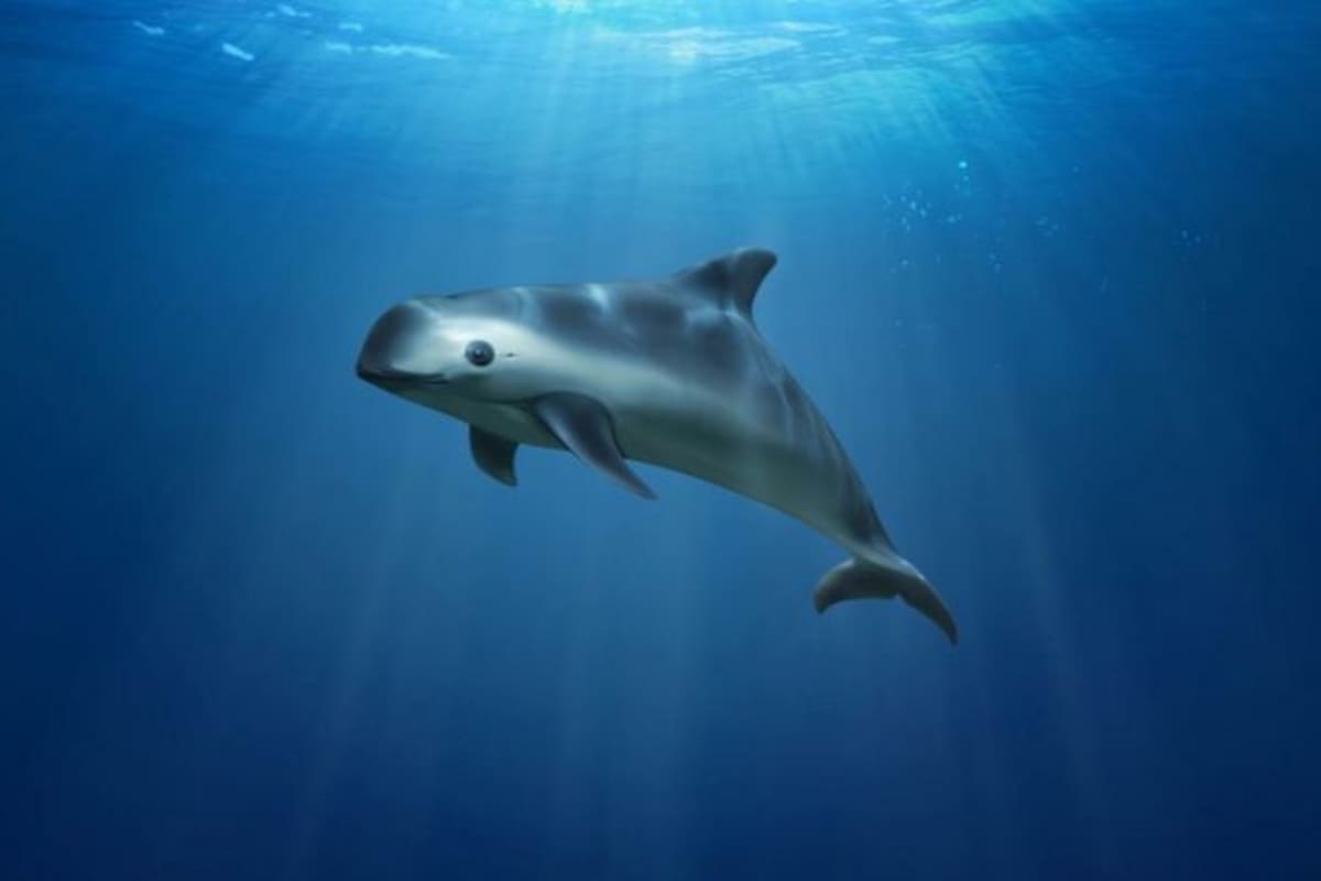 La vaquita marina es una marsopa plateada con grandes ojos de panda, pero sus días pueden estar contados por la pesca ilegal de otra especie protegida: la totoaba