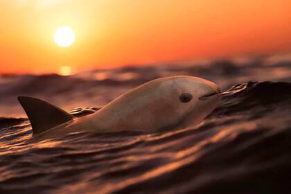 La vaquita marina está en peligro de extinción. Foto: PROFEPA