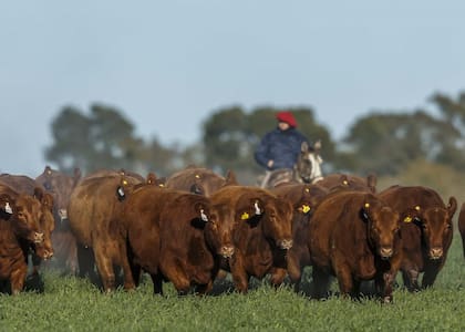 La variabilidad climática severa debería impulsar a los ganaderos y a todo el sistema alimentario a buscar la mejora en la eficiencia y calidad de la producción mediante la adopción de prácticas y tecnologías que mitiguen el efecto del cambio climático