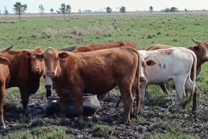 La variabilidad genética y desempeño estable del Bovino Criollo rompen con la idea de que es una raza limitada a zonas marginales