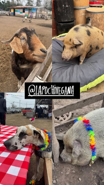 La variedad de animales que hay en el santuario