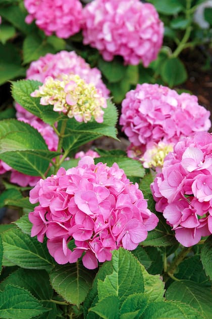 La variedad Hydrangea macrophylla es la más popular en nuestro país, y es originaria de Japón.