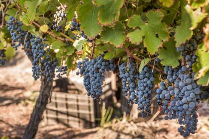 La variedad malbec, utilizada en Altos de Tinogasta
