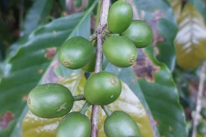 La variedad que más se hace en el país es la geisha