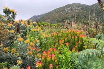 La vegetación del bioma Fynbos con la icónica Table Mountain atrás en el Jardín Botánico de Kirstenboch