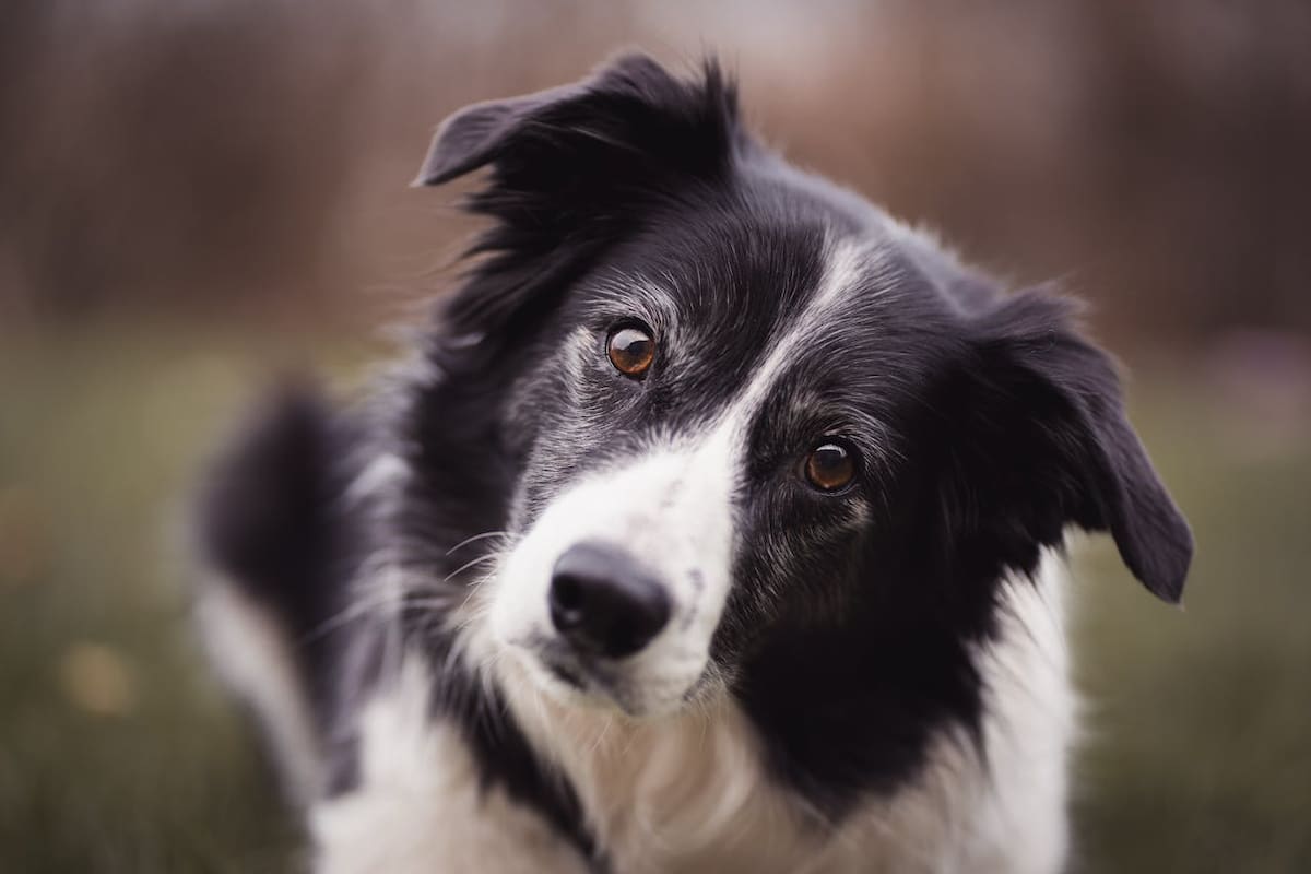 La vejez representa una etapa inevitable en la vida de los perros, pero definir su inicio resulta esencial para garantizar el bienestar animal