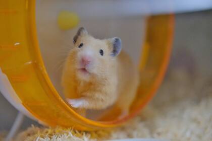 La velocidad de las transformaciones puede compararse con los 27 años de un hámster cada uno humano