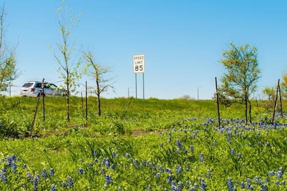 La velocidad máxima de 85 millas por hora (137 km/h) solo está autorizada en segmentos específicos de la State Highway 130