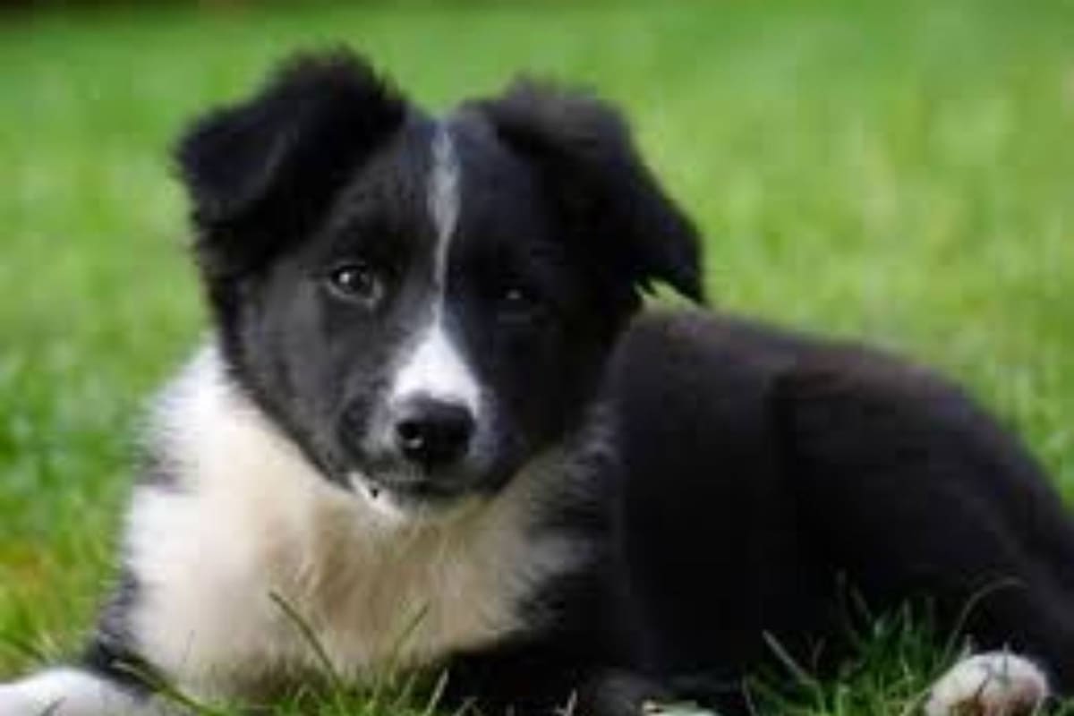 La vendedora llevó al animal a la casa del comprador, pero prácticamente se lo tiró, tomó el dinero y se subió de nuevo al auto para marcharse (imagen ilustrativa)