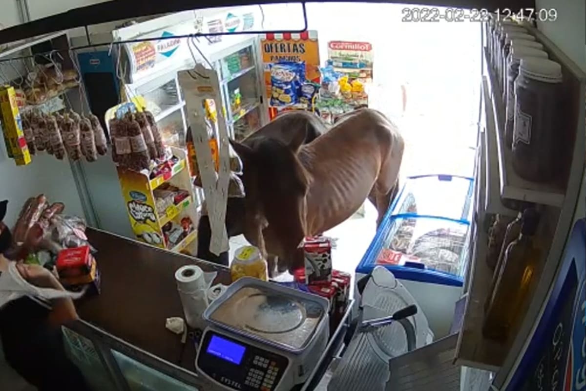 La vendedora trató de espantar a los dos animales con una trapo