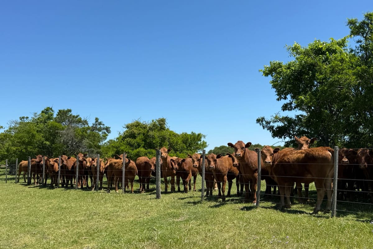 La venta de los activos de la familia Pereda incluye campos ganaderos