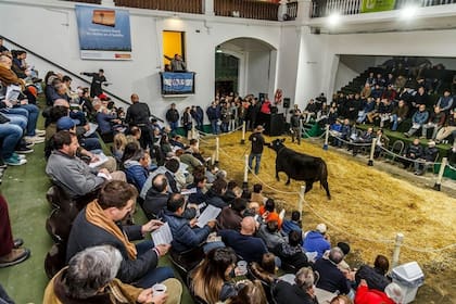 La venta especial de Angus antes de la jura dejó buenos precios