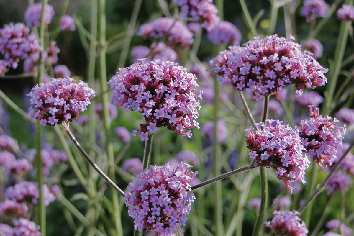 La Verbena bonariensis llega a alcanzar dos metros de altura.