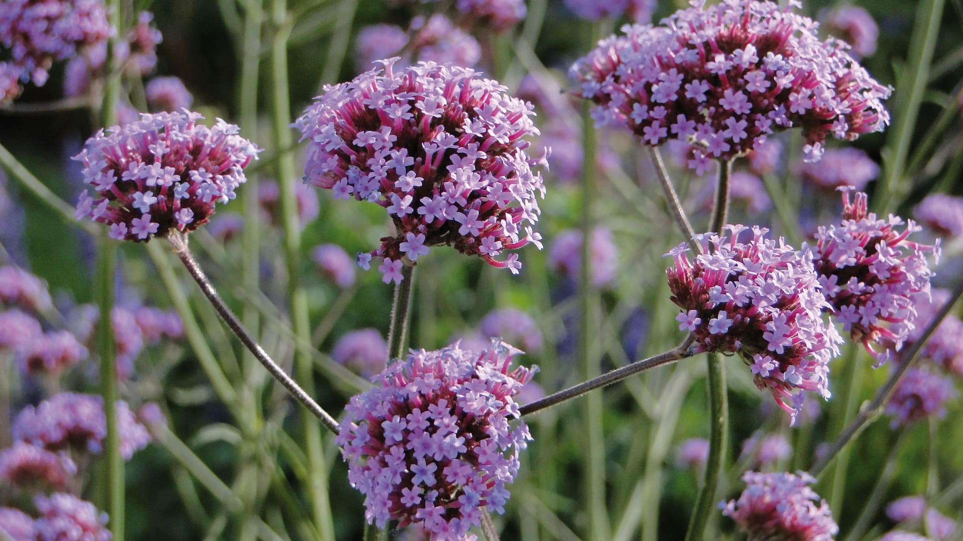 La Verbena bonariensis llega a alcanzar dos metros de altura.