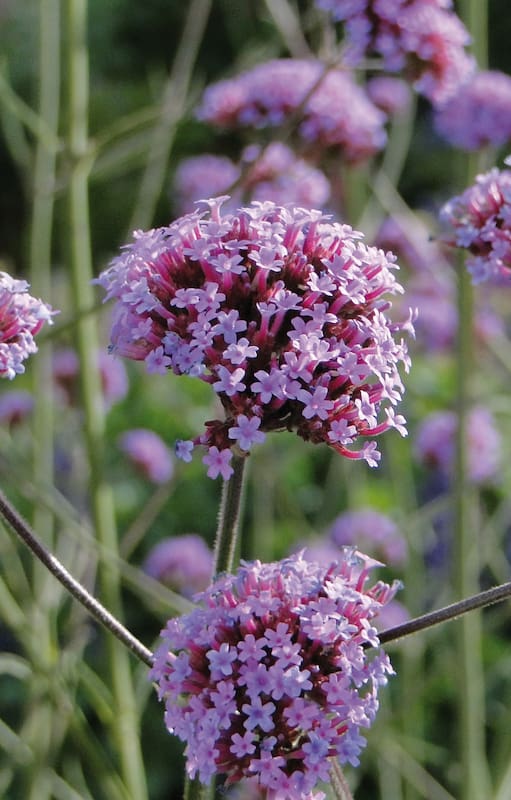La Verbena bonariensis llega a alcanzar dos metros de altura.