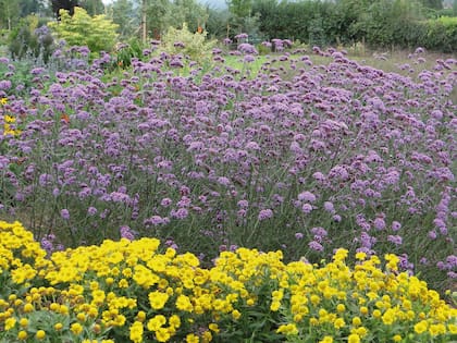 La Verbena bonariensis resiste heladas y algunos ejemplares pueden comportarse como plantas anuales