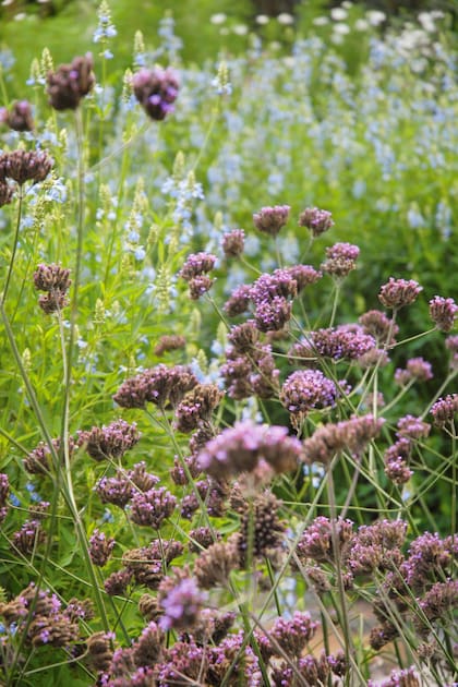 La verbena contiene compuestos naturales como verbenalina, verbenalol, mucílagos y taninos, los cuales generarían un efecto sedante leve