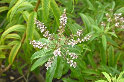La verbena forma parte de la fitoterapia tradicional gracias a su potencial para inducir calma y favorecer el descanso nocturno