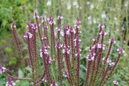 La Verbena hastata en su variedad de flores rosadas (‘Rosea’). Debe crecer a pleno sol.