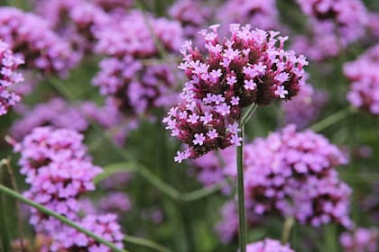 La verbena, usada por civilizaciones antiguas, es reconocida por sus posibles efectos contra el insomnio (Foto: Pixabay)