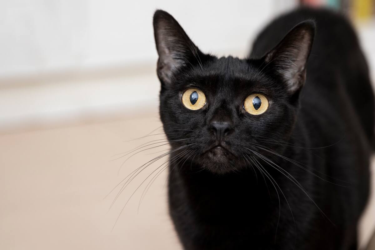 La verdad sobre gatos negros y cómo se construyó la superstición