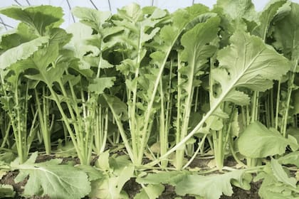 La verdura infravalorada en Argentina que tiene múltiples beneficios para la salud (Imagen de carácter ilustrativa)