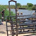 Refuerzan controles para evitar el robo de ganado que sale de las islas