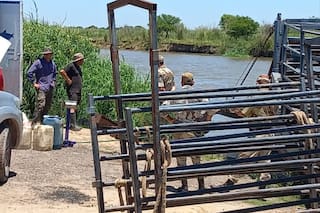 Refuerzan controles para evitar el robo de ganado que sale de las islas