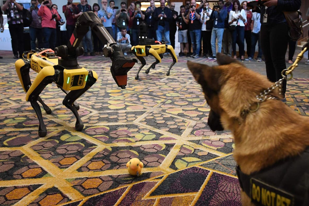 La versión del robot Spot con cuatro patas y equipado con un brazo adicional, frente a un perro de carne y hueso