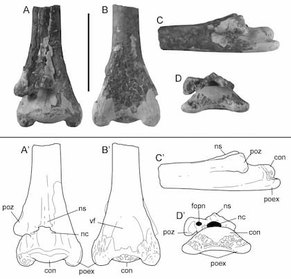 La vértebra encontrada del Pterosaurio