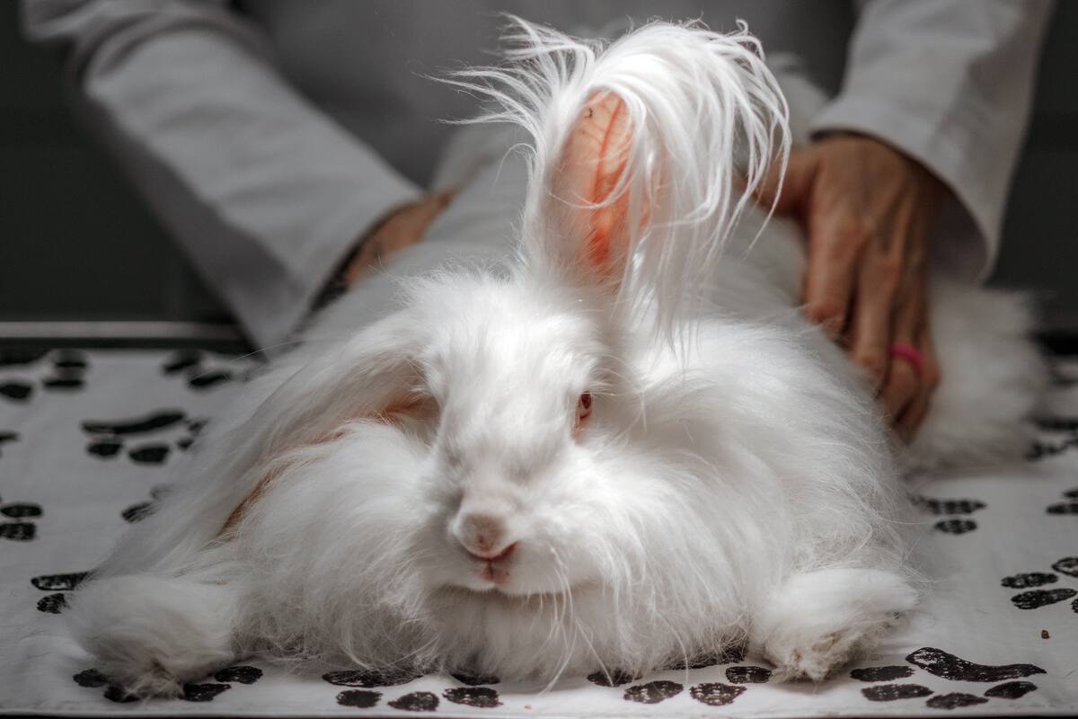 La veterinaria Karen Emerson, del Emerson Animal Hospital, atiende a un conejo en West Point, Mississippi (Houston Cofield/The New York Times)