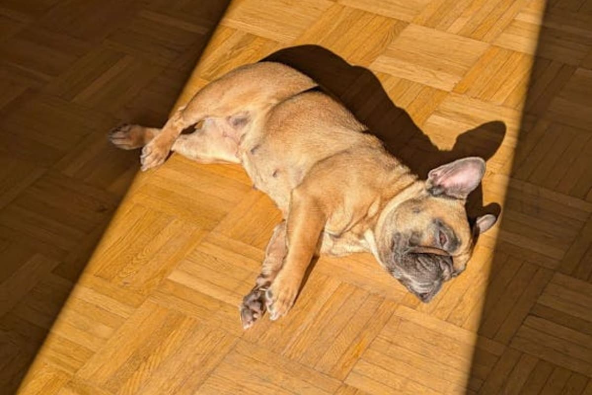 La veterinaria recomendó no dejar dormir a los perros en el piso