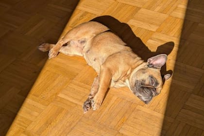 La veterinaria recomendó no dejar dormir a los perros en el piso