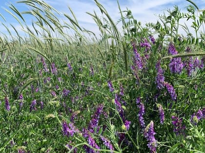 La vicia como antecesora del maíz es una de las rotaciones más comunes en lo que respecta a cultivo de servicio, dado que deja mucha cantidad de nitrógeno en el suelo, mejora su estructura a largo plazo y genera mayores rendimientos