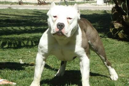 La víctima era María del Carmen Zárate, una mujer de 75 años; su nieto fue quien encontró el cuerpo