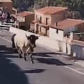 Una mujer de 64 años murió tras ser corneada por un toro
