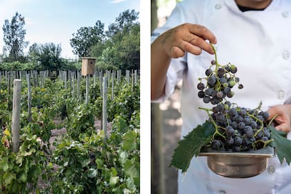 La vid está presente en distintos lugares, acá la variedad Malbec.