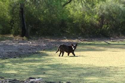 “La vida acá es linda. Siempre cuidamos a los animales que tenemos", cuenta Yisela