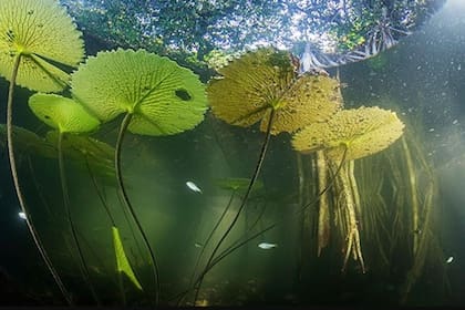 La vida acuática del río San Pedro Mártir en Tabasco, México, encuentra refugio en las raíces sumergidas de los manglares rojos