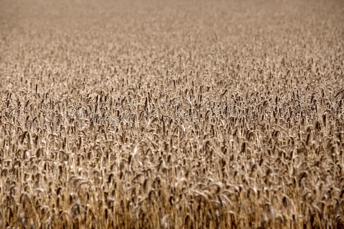 La vida del suelo participa activamente sobre el crecimiento de las plantas