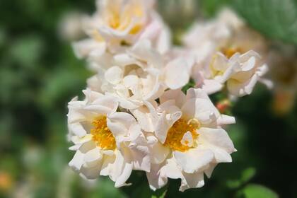 La vida empezó a ensayar este nuevo método de reproducción hace entre 130 y 250 millones de años; en la imagen, las infalibles rosas