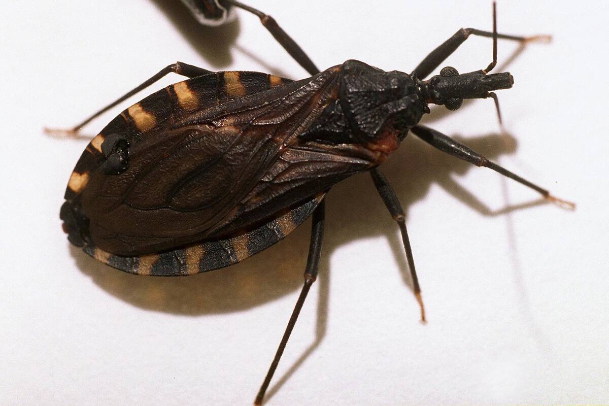 La vinchuca, el vector que transmite el parásito del Chagas a los seres humanos