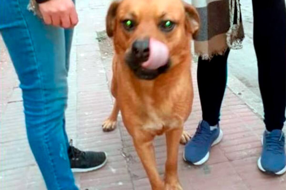 La viralización de las crueles imágenes fue clave en el rescate de la mascota