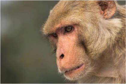 La viruela del mono es una infección que acaba de aparecer en Reino Unido, Portugal y otros países