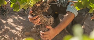 La bodega que apostó por los viñedos antiguos brilla hoy con Quimera y su bistró