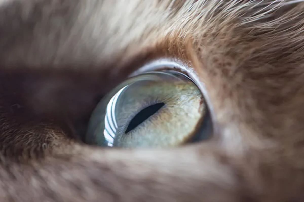 La visión de los gatos es muy diferente a la de los humanos